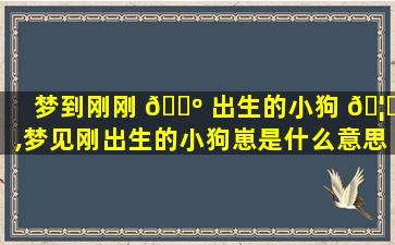梦到刚刚 🌺 出生的小狗 🦋 ,梦见刚出生的小狗崽是什么意思